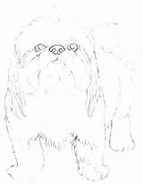 Coloring Pages Breed Dog Shih Tzu Getcolorings Wolf sketch template