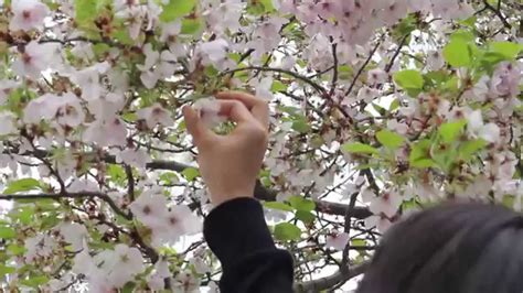 Gambar Bunga Sakura Di Jepun Pickini