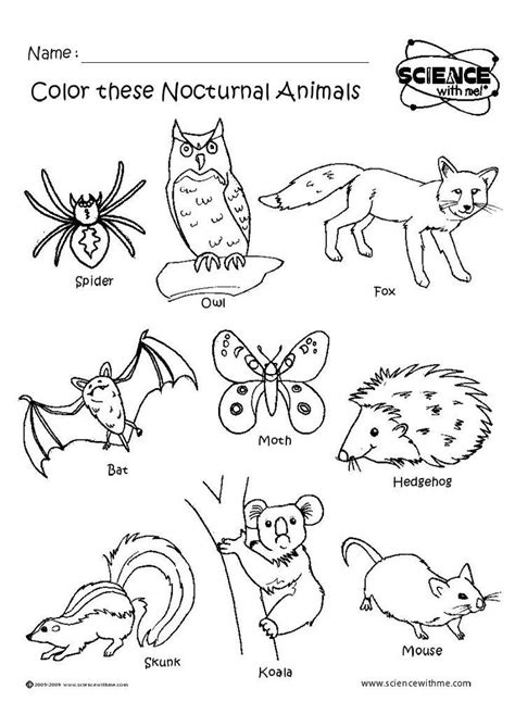 nocturnal animals coloring pages coloring home