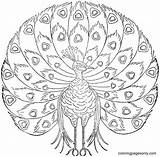 Peacock Coloring4free sketch template