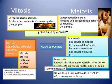 Diferencia Entre Mitosis Y Meiosis Cuadros Comparativos E