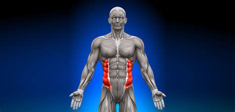 side abs external abdominal oblique health fitness