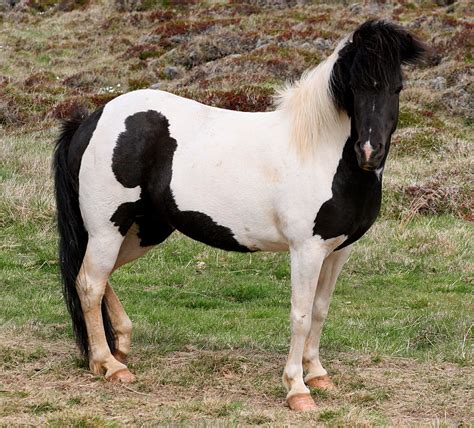 filebeautiful black  white horsejpg wikimedia commons