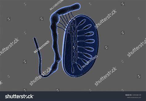 3d Rendered Cross Section Testicles Isolated Stock Illustration