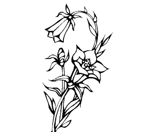 wild flowers coloring page coloringcrewcom