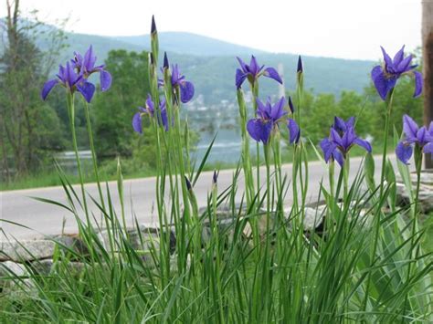 iris typhifolia