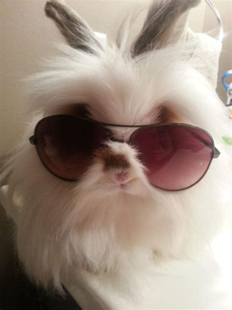 13 Cute Bunnies With Glasses Will Make Your Day