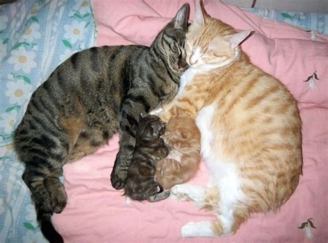 cat family pic funny  funny mages gallery