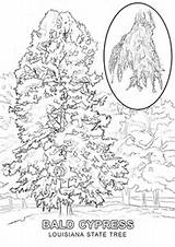 Coloring Tree Louisiana State Pages Cypress Symbols Flowers Printable Drawing Template Florida Trees Categories Study Popular Supercoloring Brown School Life sketch template