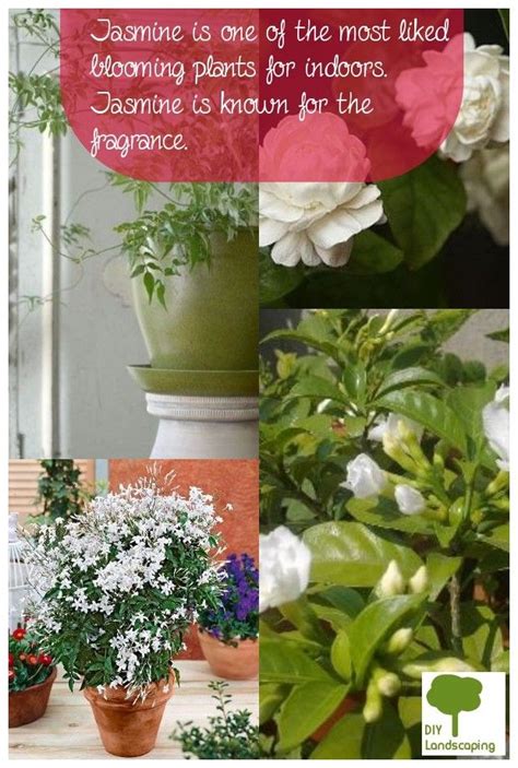pin  indoor jasmine plant