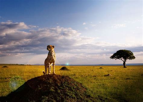 african savanna travel kruger lowveld