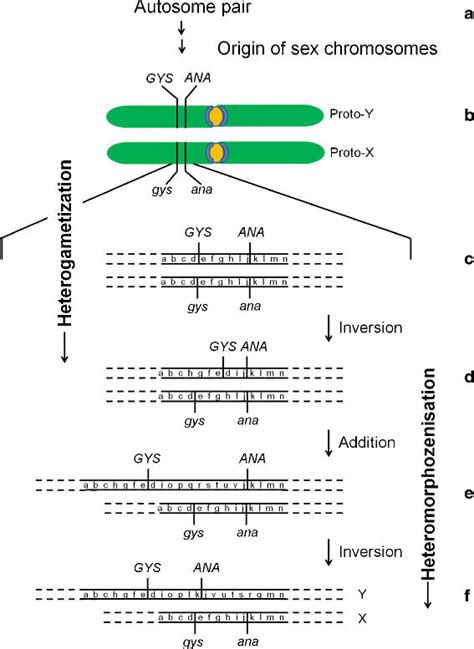 Diagram Of The Early Steps In The Origin Of Heterogametic X And Y Sex