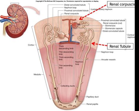 human internal diagram  images anatomy  physiology physiology medical anatomy