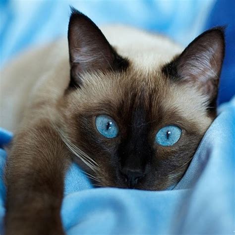 cat blue youtube