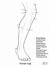 Leg Anatomy Coloring Human Pages Printable Worksheet Worksheets Foot Blank Diagram Bones Lower Muscle Template Muscles Limb Comment Popular sketch template