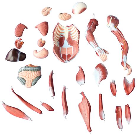 80cm Human Muscle Model Male 27 Parts