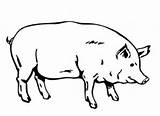 Cerdo Jugando sketch template