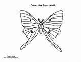 Moth Coloring Luna sketch template