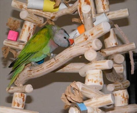 hanging play gyms parrot swings papageien schaukel  conures greys  amazons