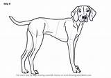 Vizsla Dogs Drawingtutorials101 sketch template