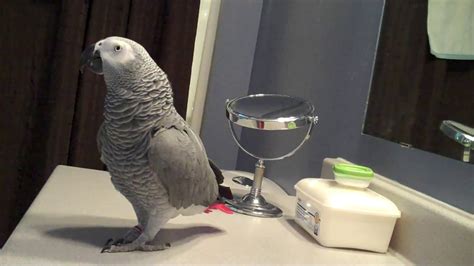 parrot talking   bathroom counter youtube