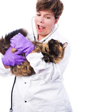 reasons  veterinary technicians   awesome veterinary