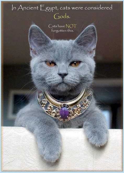 00 In Ancient Egypt Cats Were Considered Gods 06 12