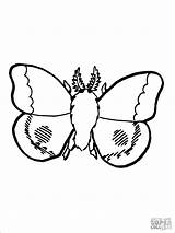 Moth Coloring Nocturnal Pages Coloringbay sketch template