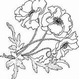 Poppy Drawing Coloring California Flower Pages Drawings Line Choose Board Tattoo sketch template