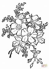 Coloring Dog Rose Flowers Pages Printable sketch template