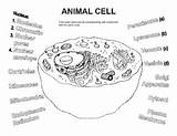 Grade Biology Prokaryote sketch template