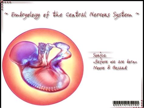 ppt origin of the nervous system powerpoint presentation