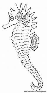 Detailed Seahorse Coloring Browser Ok Internet Change Case Will sketch template