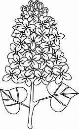 Lilas Dessin Fleur Coloriage Facile Dessiner Imprimer Coloreando Dory sketch template