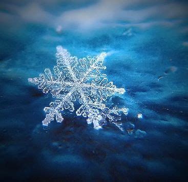snowflake winter photo  fanpop