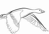 Coloring Duck Pages Ducks Mallard Flying Supercoloring sketch template