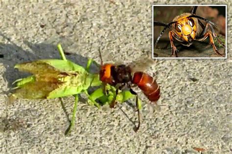 Giant Asian Hornet Rips Prey S Head Off For Fun In Savage Killing