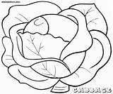 Cabbage Colouring Pages Coloring Picolour Template Cabbage1 sketch template