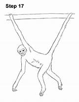 Monkey Spider Draw Drawing Step Spidermonkey sketch template