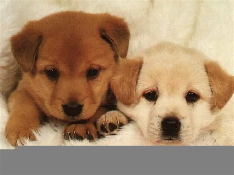 puppysdog images cute puppys hd wallpaper  background