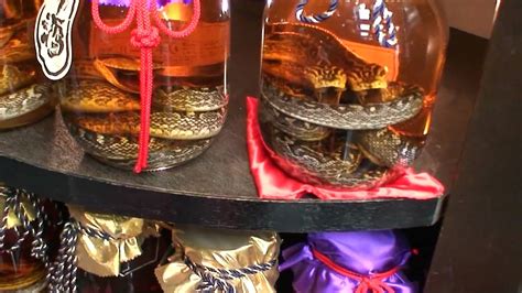 habu sake snake sake sanke drink  okinawa japan youtube