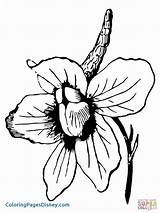 Espuela Caballero Quince Larkspur Delphinium sketch template