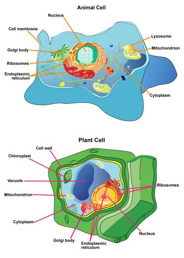 process cells