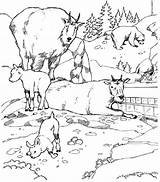 Coloring Pages Biome Tundra Popular Arctic sketch template