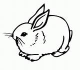 Coloring Rabbits Pages Rabbit Bunny Library Clip sketch template