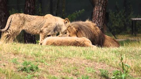 brullende leeuw  safaripark beekse bergen youtube