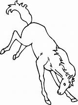 Bucking Horses Horse Coloring Drawing Pages Getdrawings sketch template