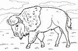 Bison Buffalo Coloringtop Bizon Ziegler sketch template