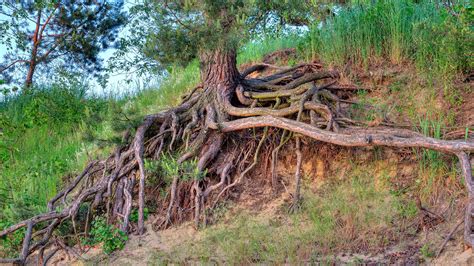 roots protecting  erosion love  lake