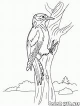 Woodpecker Colorear Carpintero Picchio Specht Stampare Aves Ptaki Pájaro Colorkid Dzięcioł Perdiz Kolorowanki Oiseaux Fliegen Desenho Cardinal Heron Grue Wald sketch template